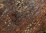 Orbilia cf. inflatula