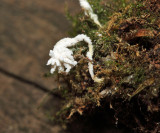 Isaria tenuipes