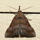8455 – Red-footed Snout - Hypena eductalis