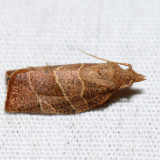 3594 - Three-lined Leafroller - Pandemis limitata