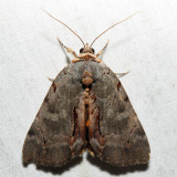 8864 – Woody Underwing – Catocala grynea