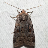 10968 – Northern Variable Dart – Xestia badicollis