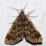 8334 – Glossy Black Idia – Idia lubricalis
