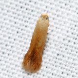 0126 – Coptotriche citrinipennella