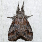 8293 – Sharp-lined Tussock Moth – Dasychira dorsipennata