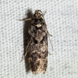 2069 – Chionodes continuella