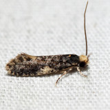 0415.2 – Monopis weaverella