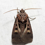 10676 – Master's Dart – Feltia herilis