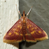 5071 – Mint-loving Pyrausta – Pyrausta acrionalis