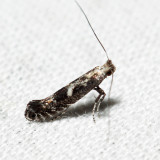 0678 - Parornix obliterella