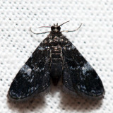 4754 - Black Duckweed Moth - Elophila tinealis