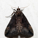 8442 - Baltimore Hypena - Hypena baltimoralis