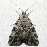 8878.1 – Little Lined Underwing – Catocala lineella