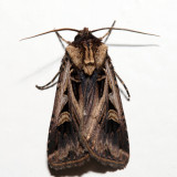 10675 – Confused Dart Moth – Feltia tricosa