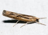5413 – Sod Webworm Moth – Pediasia trisecta