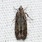 1716 – Monochroa quinquepunctella