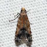 0289 – Homosetia costisignella