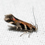 1761 - Garden Webworm Moth - Aristotelia roseosuffusella
