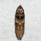 1615 – Sweetclover Root Borer – Walshia miscecolorella