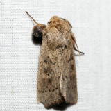 10461 - Ursula Wainscot - Leucania ursula