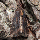 9453 – Reniform Celaena - Helotropha reniformis
