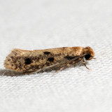 0412 – Niditinea orleansella