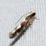 1771 – Agnippe prunifoliella