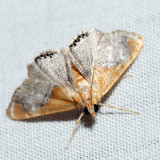 4895 - Sooty-winged Chalcoela - Chalcoela iphitalis