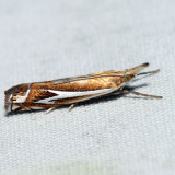 5342 – Biden's Grass-veneer – Crambus bidens