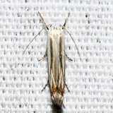 2211 - Polyhymno luteostrigella