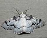 6906 - False Hemlock Looper - Nepytia canosaria