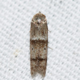 1167 – Blastobasis pulchella