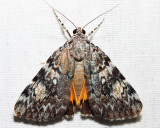 8878 – Girlfriend Underwing – Catocala amica