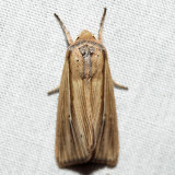 10446 – Many-lined Wainscot – Leucania multilinea