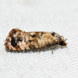 3776 – Hoffman's Cochlid – Cochylis hoffmanana