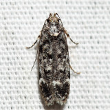 2079 – Chionodes fuscomaculella