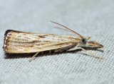 5403 – Vagabond Crambus – Agriphila vulgivagellus