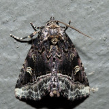 9056 – Waterlily Owlet – Homophoberia cristata