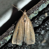 8360 – Bronzy Macrochilo – Macrochilo orciferalis