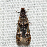 0291 - Homosetia fasciella