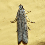 5936 - Homoeosoma stypticella