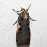 10942.1 - Greater Black-letter Dart - Xestia dolosa