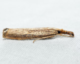 5403 – Vagabond Crambus – Agriphila vulgivagellus