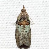 3286 - Raspberry Leaf-roller - Epinotia medioviridana