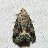 9051 - Small Mossy Lithacodia - Lithacodia musta