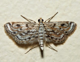 4764 – Watermilfoil Leafcutter – Parapoynx allionealis