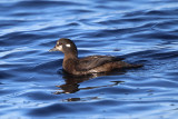 Harlequin Duck - Histrionicus histrionicus