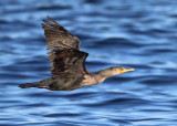 Double-crested Cormorant - Phalacrocorax auritus