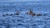 Black Scoters - Melanitta americana