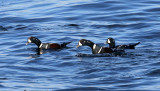 Harlequin Duck - Histrionicus histrionicus